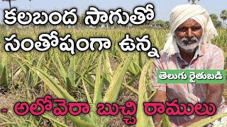 3 ఏండ్లుగా 4 ఎకరాల్లో అలోవెరా(కలబంద) పండిస్తున్నా | Aloe vera Cultivation In Telugu | రైతు బడి