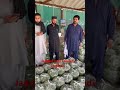 مقامی بھنڈی کی نیلامی جدید سبزی منڈی لودھراں سے آج کے ریٹ 15 3 26