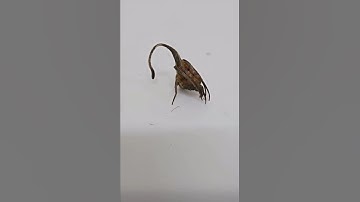 This Quite a leaf this is leaf-mimicking spider (Eriovixia gryffindori)discovered in 2015.