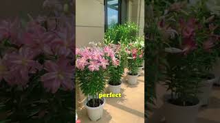 This woman created a lily paradise from 20 small bulbs 😮#shorts
