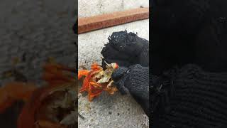 🦞🦐что есть в раке❗