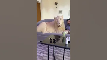 اسد ابيض يدافع عن صاحبه بشراسه 