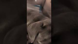 Blue Cane Corso Puppy Snoring 🐕 #canecorso #puppy