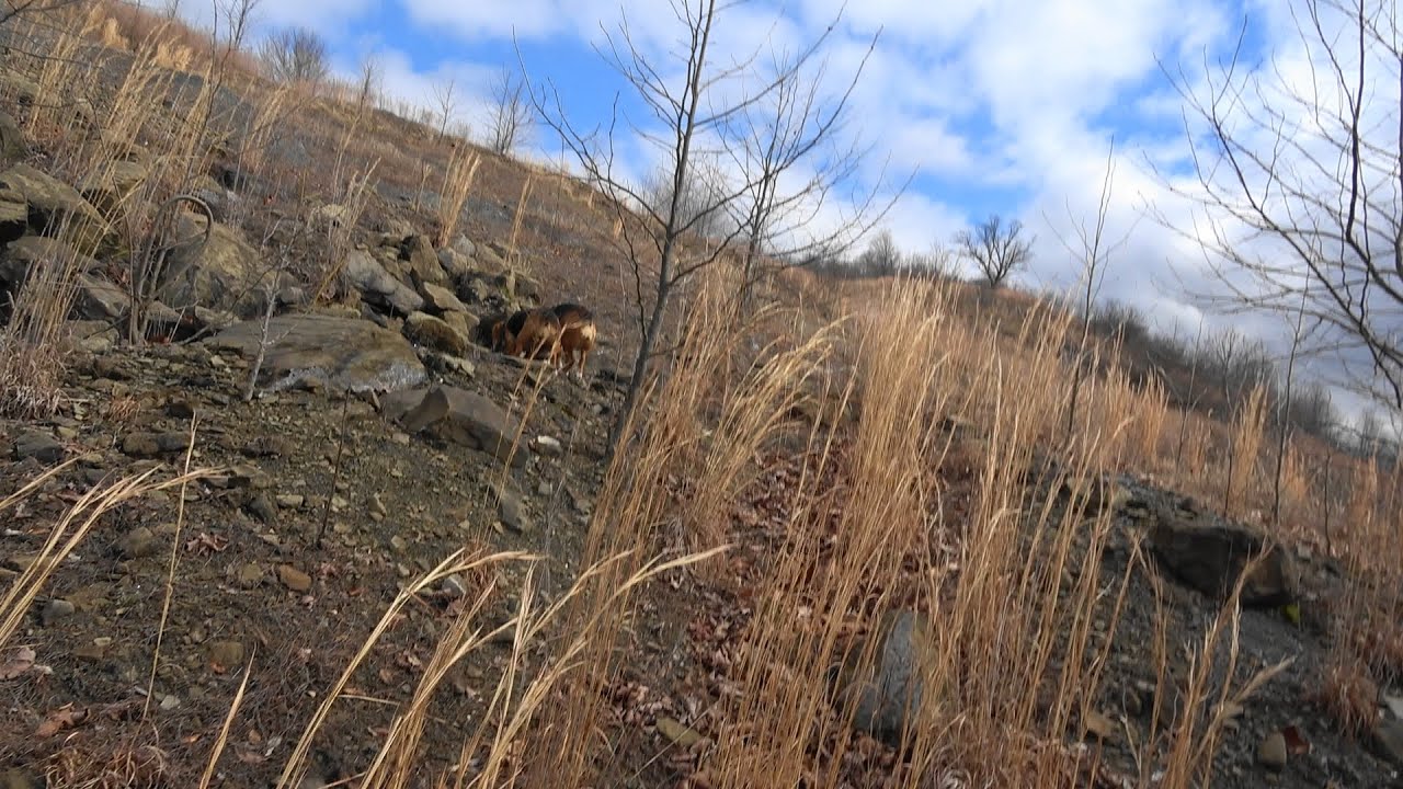 Skyview's Beagles Rabbit Hunting And AKC Field Trials - YouTube