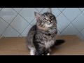 Сибирская кошка забавно трещит ртом, когда играет