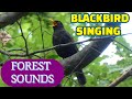 Song and calls of the blackbird  birds of croatia  relax with the beautiful song of blackbird