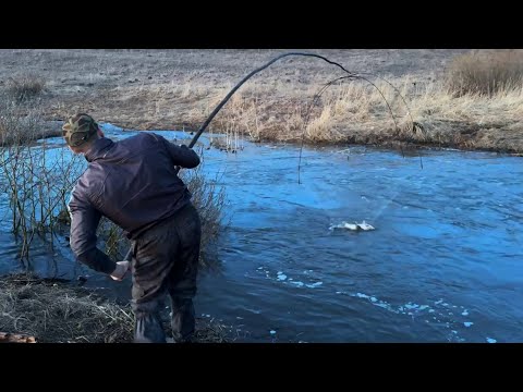 Видео: ЗАКИНУЛИ ПАУК ранней ВЕСНОЙ в БАКЛУШУ и ЛОВИМ КРУПНЯК! ОТКРЫЛИ СЕЗОН 2024! ПЕРВЫЕ КАРАСИ на ПАУК!