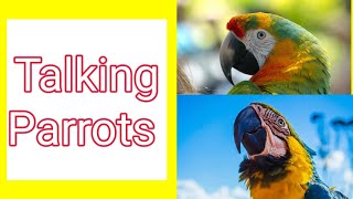 Talking Parrots | Parrots talks everything | Beautifull Talking Parrots |