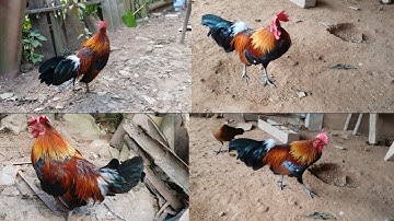 los saib kuv cov qaib dua