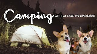 Silent Dog Vlog: Couple Camping with Three Dogs - Corgis and Dachshund in the Mountains