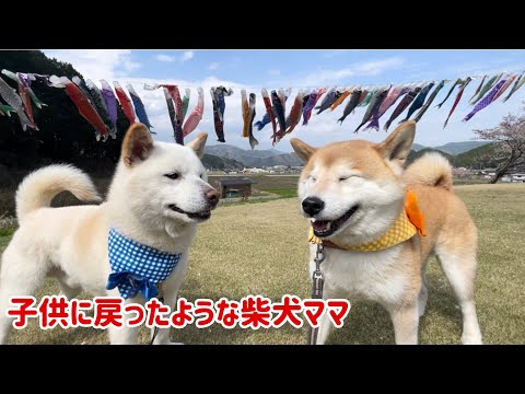 若返った柴犬ママが今日も野生化して無邪気すぎてかわいい