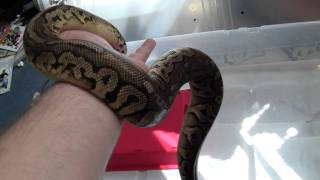 Celebrity black pewter Net Worth