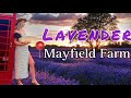 Mayfield lavender farm  day tour  surrey  england 4k