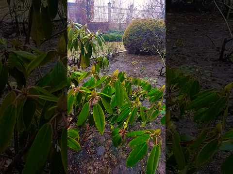 Video: Rastú rododendrony rýchlo?