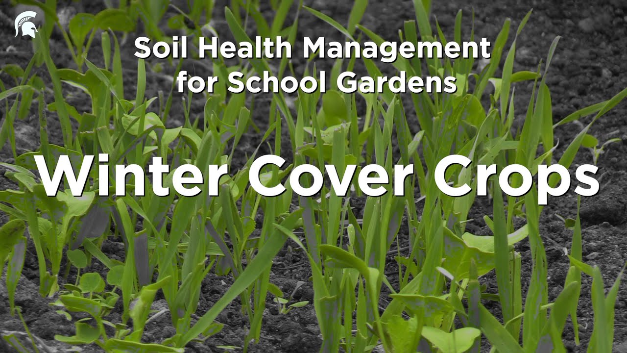 School Gardens Winter Cover Crops Youtube