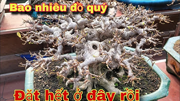 Khiếp Quá Bao nhiêu cốt đẹp Ông chú Tùng Kính mang hết về bắc Ninh nên tầng 5 để rồi