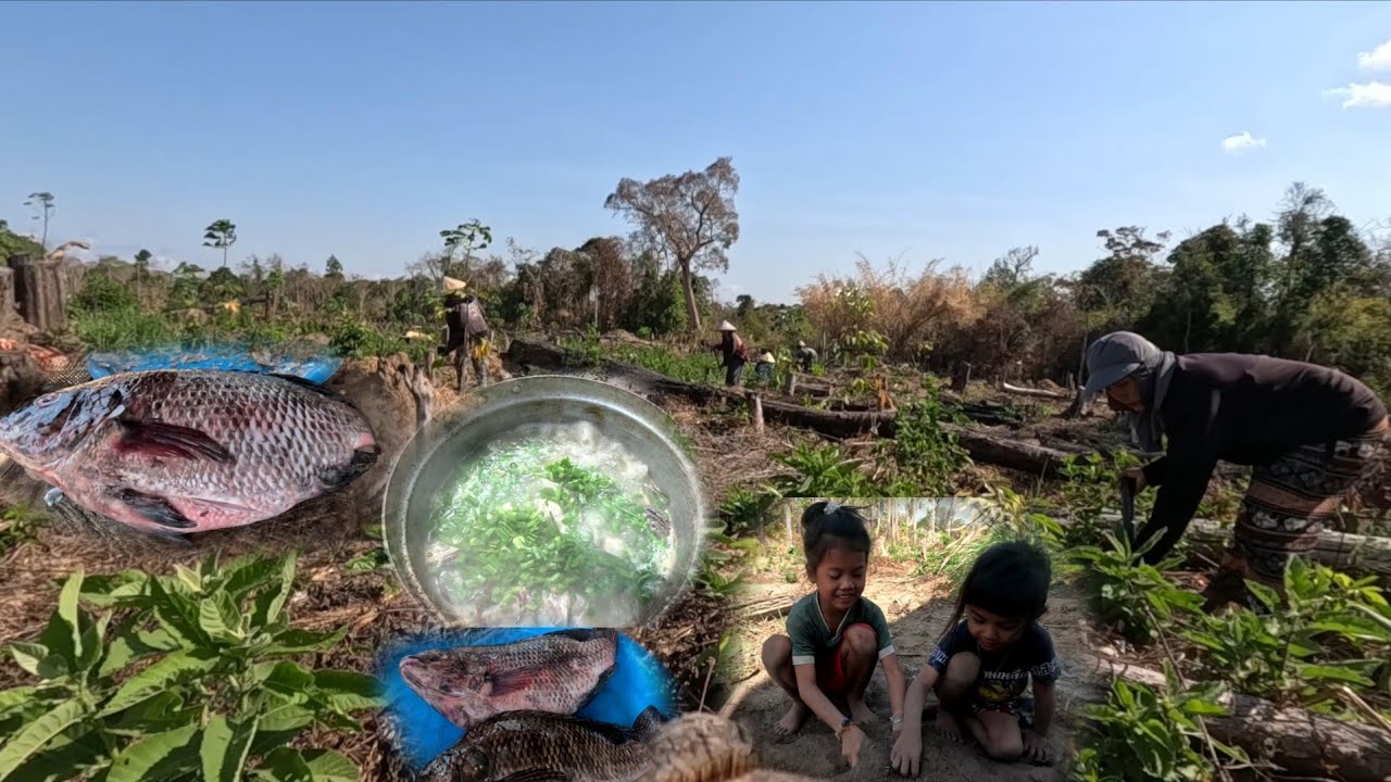 ตัดหญ้าสวนยางต้มปลานินใส่ไข่มดแดง//ເສຍຫຍ້າສວນຍາງຕົ້ມປານິນໃສ່ໄຂ່ມົດແດງ
