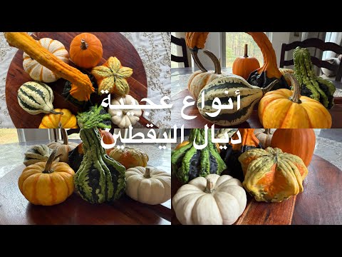 خريجة الفيرما ديال اليقطين شفت أنواع لأول مرة