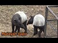 Cute Malayan tapir couple じゃれあうマレーバクが可愛い 【多摩動物公園】