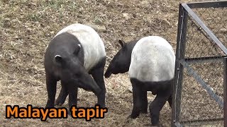 Download Lagu Cute Malayan tapir couple じゃれあうマレーバクが可愛い 【多摩動物公園】 MP3 Download Lagu Cute Malayan tapir couple じゃれあうマレーバクが可愛い 【多摩動物公園】 MP3