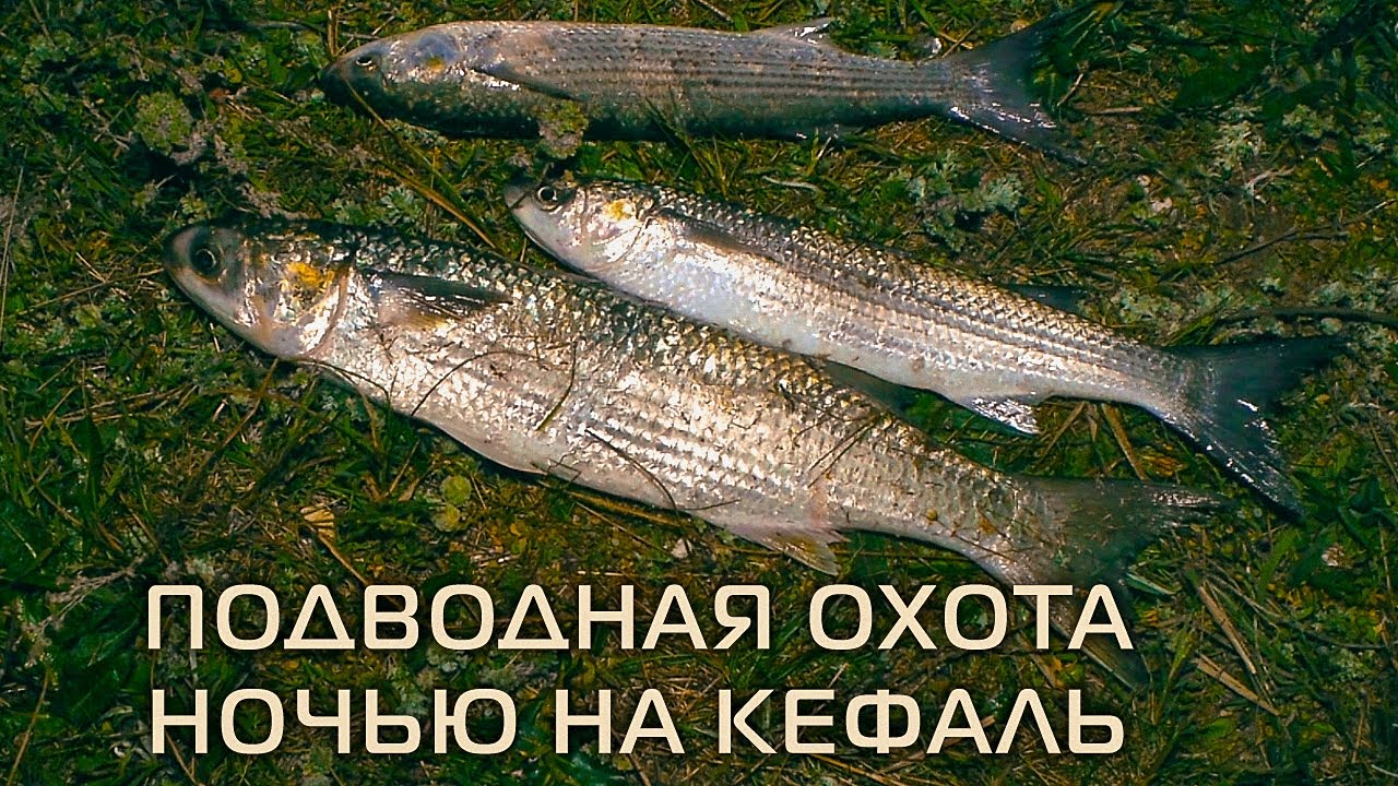 Подводная охота ночью на кефаль