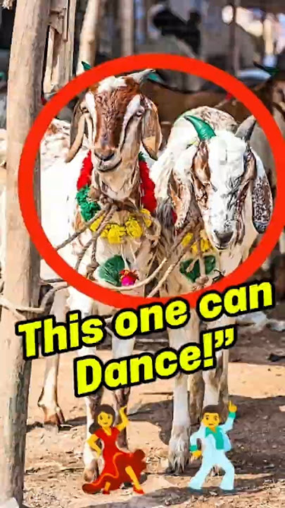 Forget everything you know   this goats can dance!”