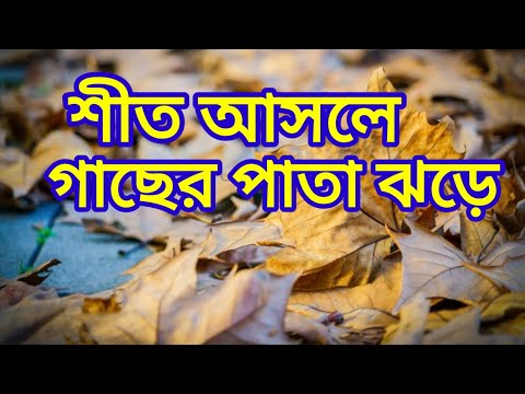 ভিডিও: শীতকালে কি গাছ সবুজ হয়?