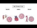 Exploring The Four Main Types Of Tissues In The Human Body