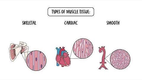 The Four Types of Tissues - Epithelial, Connective, Nervous and Muscular