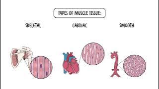 The Four Types of Tissues - Epithelial, Connective, Nervous and Muscular