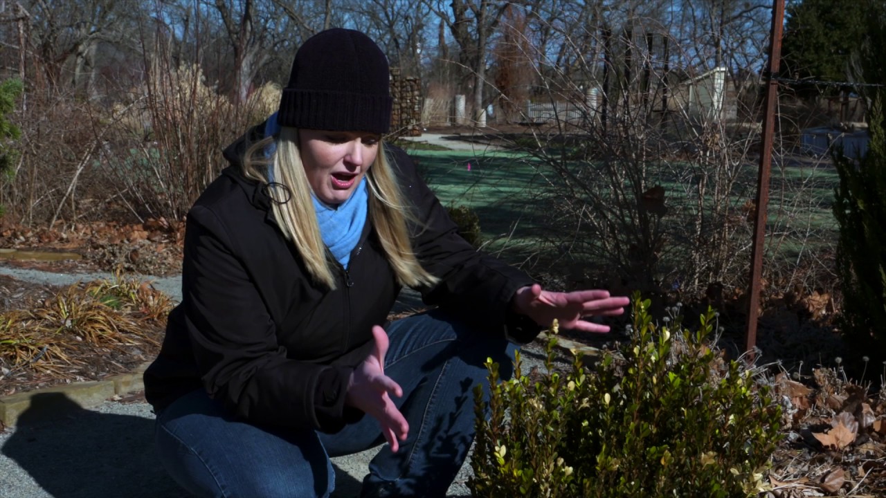 Evergreen Winter Watering Youtube