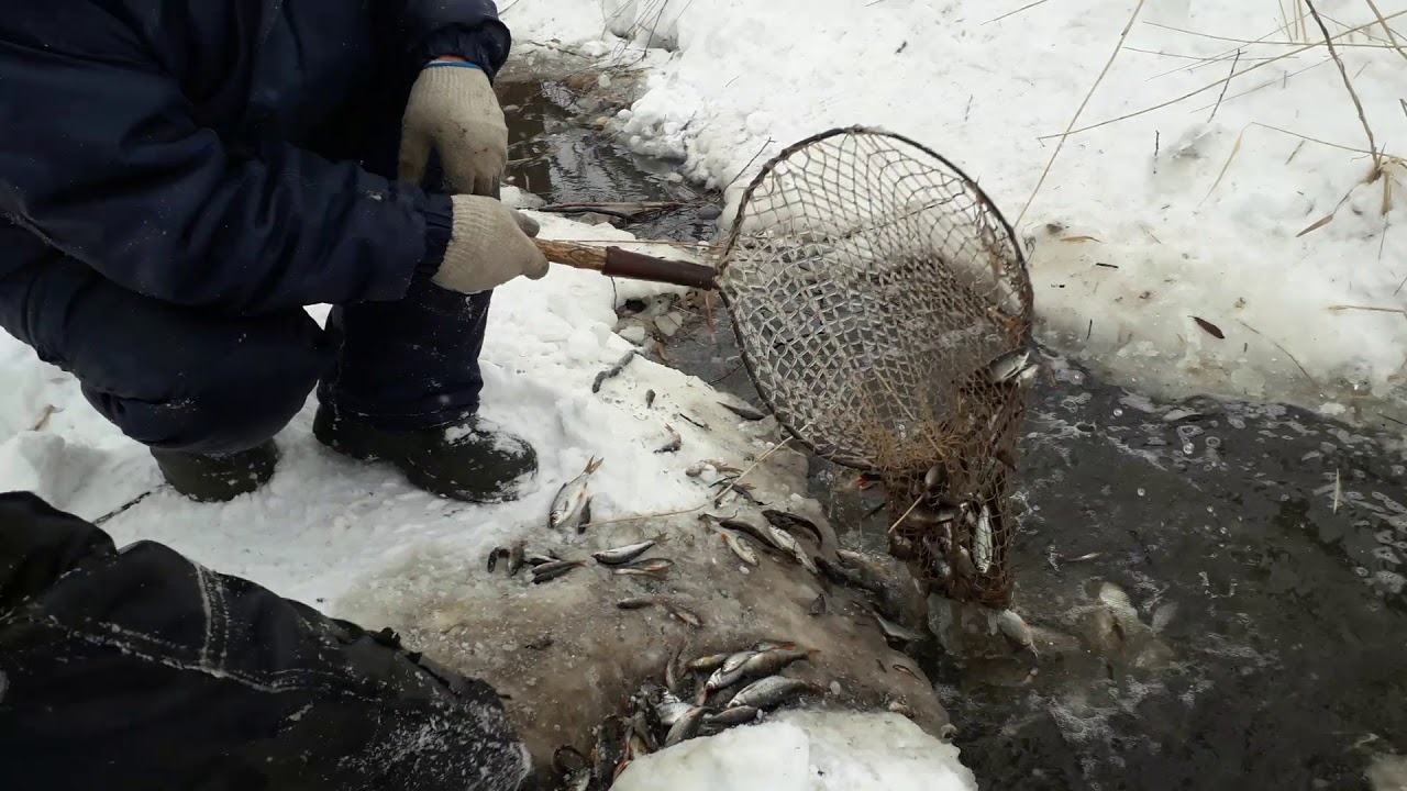 Видео ловли рыбы зимой. Сачок для зимней рыбалки. Рыбалка зимой сачком. Сачок для ловли карася. Ловля рыбы зимой сачком.