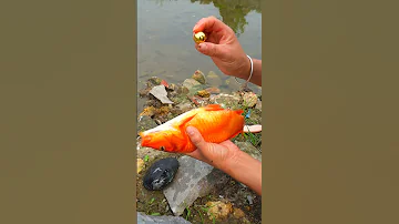 😱😱 Unbelievable! The goldfish swallowed so many pearls 🔮💎