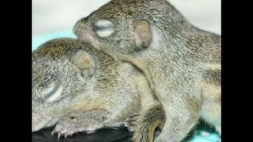 SÓC CON NON KÊU LẠC MẸ