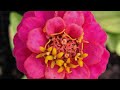 6 Reasons to Grow Zinnias in Your Garden