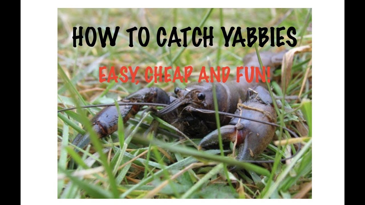 HOW TO CATCH YABBIES - EASY, CHEAP and FUN 