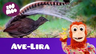 What is that noise? (Ave-lira)