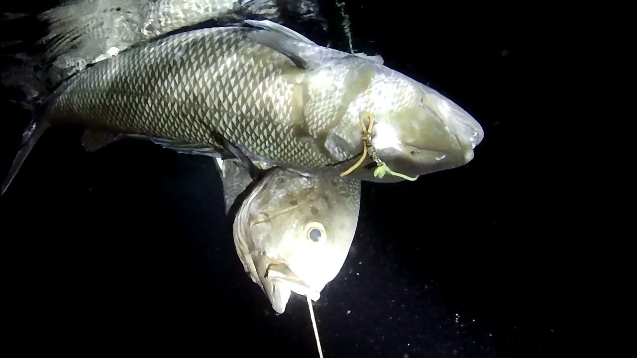 Green JobFish & Midnight Snapper || Seco Island