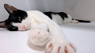 猫が飼い主をほったらかしてお出迎えに来なかった理由  How is the welcomeow today?