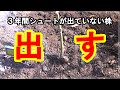 春にスタートダッシュを決める!★2月中旬のバラ庭紹介 (._.)