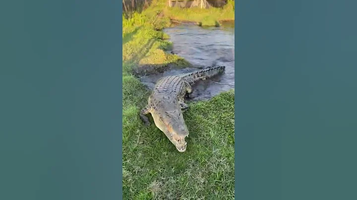CROCODILE ATTACKS!!🐊 (wait for it) - DayDayNews