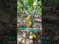 San Martín lidera el cacao en Perú 🍫🌿 #Perú #cacao