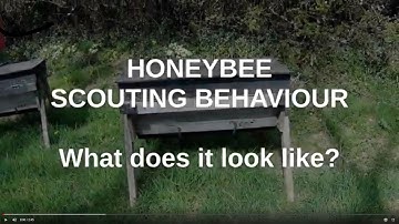 Honeybee scouting behaviour: what does it look like?