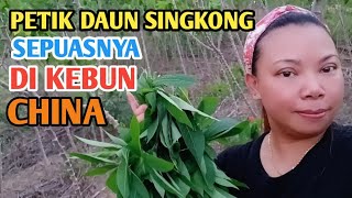 Pick as many cassava leaves as you like in a Chinese garden