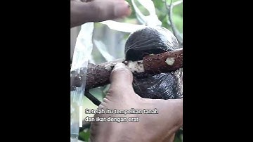 Mango tree air layering