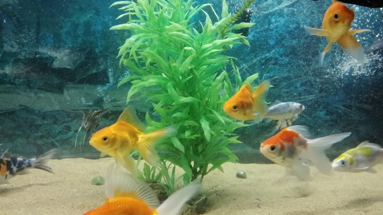 Colourful Sand fish tank. YouTube