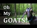 How We Got STARTED With Goats