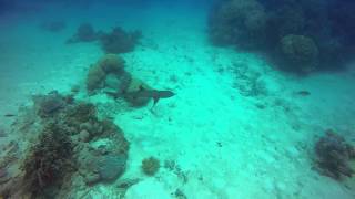 Shark! - Milln, Great Barrier Reef Resimi