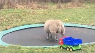 Sheep Discovers How To Use A Trampoline