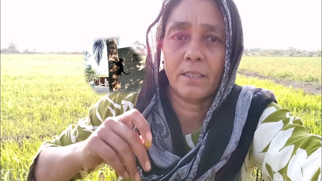 Aaj matar me harvestaing start kar diya🙏hindi village life.